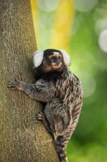 Common marmoset (Callithrix jacchus), captive, occurrence in Brazil, Malaysia, Asia