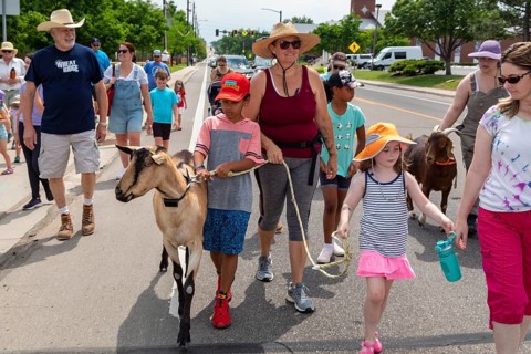 Wheat Ridge, Colorado, Accompanied by admiring children and adults, goats from 5 Fridges Farm