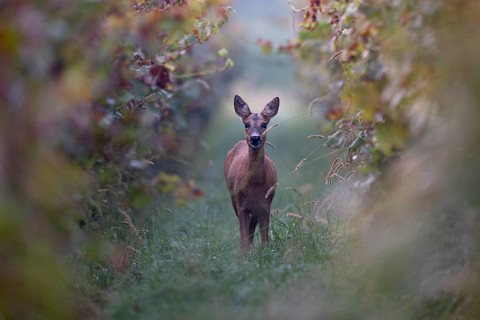 Doe (Capreolus capreolus) in autumn leaves, Wittlich, Rhineland-Palatinate, Germany, Europe