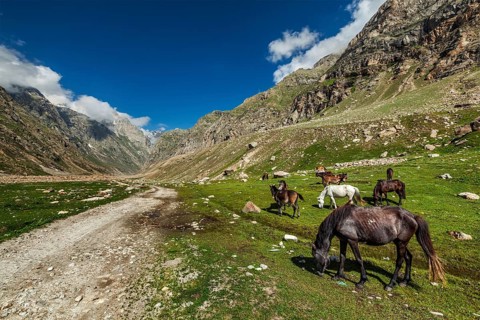 Horses grazing along dirt road in Lahaul Valley, Himachal Pradesh, India, Asia