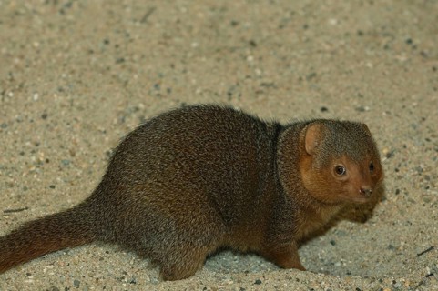 Dwarf mongoose (Helogale undulata), mongoose, mongoose, captive