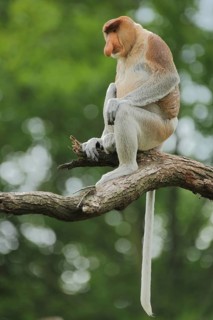 Proboscis monkey (Nasalis larvatus), adult, male, captive