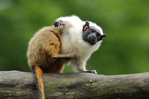 Pied (Callitrichidae) tamarin (Saguinus bicolor) (saguinus), portrait, adult, marmoset, marmoset