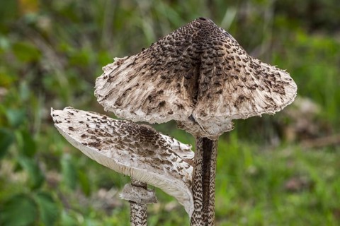 Two parasol mushrooms (Macrolepiota procera) in autumn, fall, close-up of caps