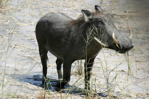 Common warthog (Phacochoerus africanus) with large tusks, Etosha National Park, Namibia, South