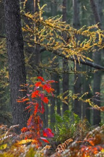 Northern red oak (Quercus rubra), champion oak (Quercus borealis) sapling showing red autumn