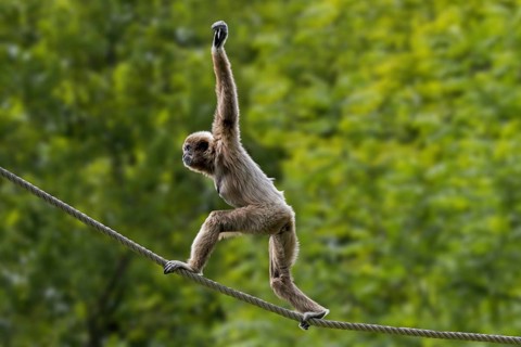 Lar gibbon, white-handed gibbon (Hylobates lar) balancing on rope in zoo, animal park, native to