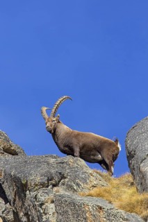 Alpine ibex (Capra ibex) male with large horns on mountain ridge in winter, Gran Paradiso National