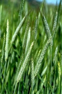 Close up of an ear of barley (hordeum vulgare) in a field. Auvergne Rhone Alpes. France