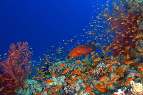 Jewel Grouper (Cephalopholis oligosticta), Hemprich's Tree Coral (Dendronephthya hemprichi) and