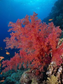 Hemprich's tree coral (Dendronephthya hemprichi), Fury Shoals reef dive site, Red Sea, Egypt,