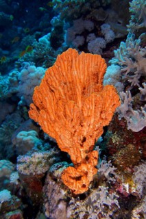 Elephant ear sponge (Acanthaster carteri), Dangerous Reef dive site, St Johns Reef, Saint Johns,
