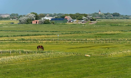 Pastures in the marshland near Westerhever, Eiderstedt Peninsula, Schleswig-Holstein, Germany,