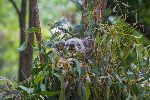 Koala (Phascolarctos cinereus), Lone Pine sanctuary, Brisbane, Queensland, Australia, Oceania