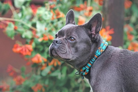 Black French Bulldog dog wearing rope collar in front of blurry flowers