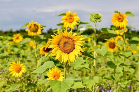 Sunflowers in a field near Bühl, flowers, Rastatt district, Black Forest, Baden-Württemberg,