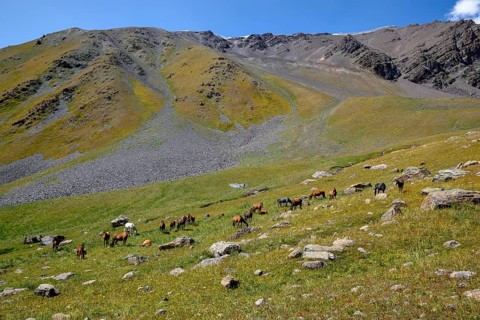 Horses on their summer pasture, West Karakol Valley, Tien Shan Mountains, Naryn region, Kyrgyzstan,