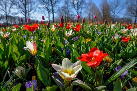 Flower splendour with colourful Tulips (Tulipa) and Crocus (Crocus) in spring, Keukenhof, Lisse,