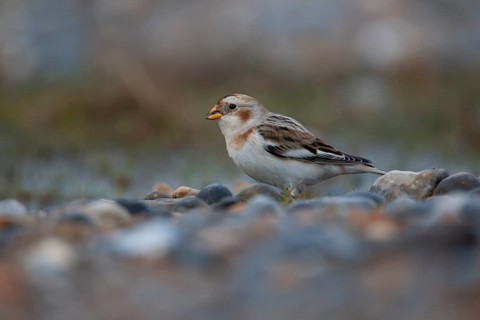 Snow bunting (Plectrophenax nivalis) adult bird on a shingle beach, Norfolk, England, United