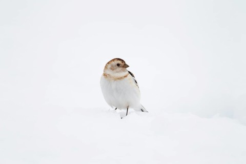 Snow bunting (Plectrophenax nivalis) adult bird on snow, Scotland, United Kingdom, Europe