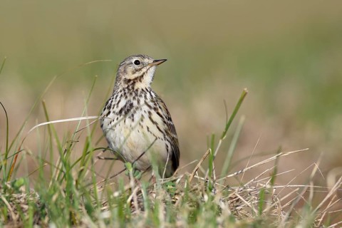 Raps (Anthus pratensis), in breeding territory, animal in dune vegetation, Lower Saxony Wadden Sea