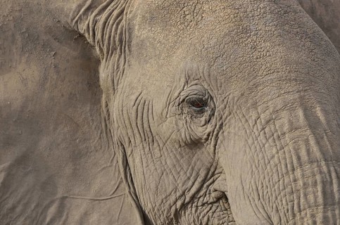 African Bush Elephant (Loxodonta africana), portrait, Amboseli National Park, Rift Valley Province,