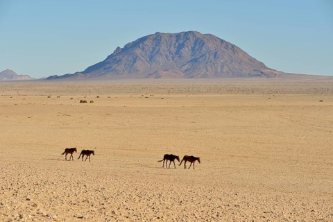 Namib desert horses (Equus ferus) in desert, near watering hole at Garub, Aus, Karas Region,