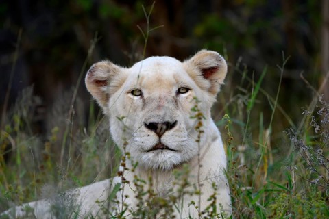 White Lion (Panthera leo), female animal, animal portrait, Tsau! nature reserve of the Global White