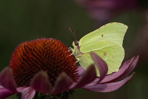 Brimstone (Gonepteryx rhamni) butterfly adult male feeding on a garden Coneflower (Echinacea