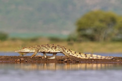 Nile crocodile (Crocodylus niloticus) walking on a sandbank, Kwazulu Natal Province, South Africa,