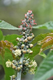 Flowers of the castor oil plant (Ricinus communis), a spurge plant from which castor oil is