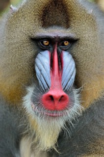 Mandrill (Mandrillus sphinx), male, animal portrait, captive, South-West Region, Cameroon, Africa