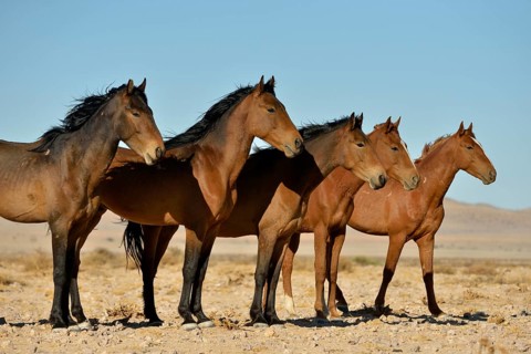 Desert Horses, Namib wild horses or Namib's (Equus ferus) near waterhole Garub, near Aus, Karas