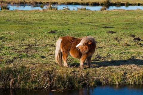 Horse (Equus) looking backwards, Shetland Pony, Earnewald, Eernewoude, Friesland, Fryslân,