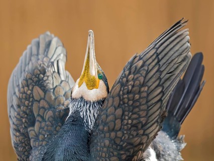 Great cormorant (Phalacrocorax carbo) mating in the first morning light, Dessau-Wörlitz Garden