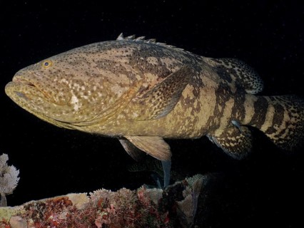 Atlantic goliath grouper (Epinephelus itajara) at night, dive site John Pennekamp Coral Reef State