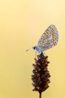Common blue butterfly (Polyommatus icarus) with dewdrops, North Rhine-Westphalia, Germany, Europe