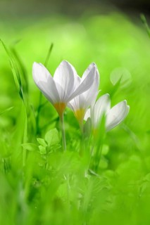 Autumn crocus (Colchium speciosum), September, Saxony, Germany, Europe