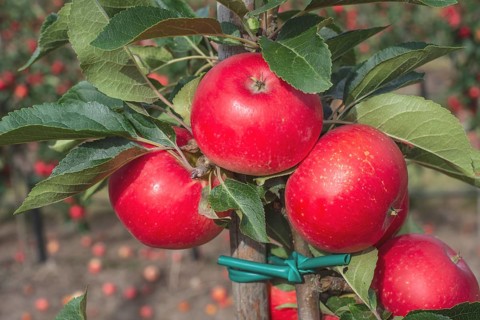 Apple plantation of Discovery apples in Österlen fruit district, Kivik, Scania, Sweden,
