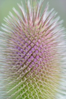 Wild teasel (Dipsacus fullonum), inflorescence in front of flowering, close-up, North