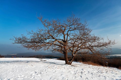 Bare solitary oaks on snow-covered peak, sunny winter weather, Köterberg, Lügde, Weserbergland,