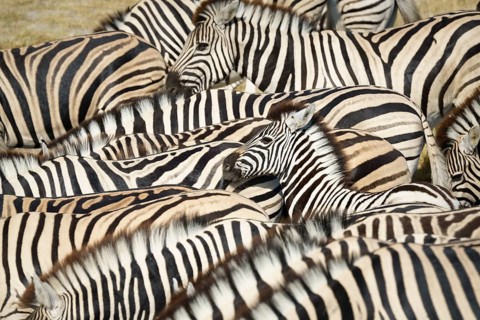 Burchells zebra (Equus quagga burchellii) herd standing close to each other on waterhole. Etosha