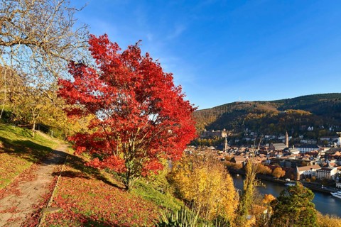 Red maple tree at famous path with public gardens called 'Philosophenweg' in Heidelberg city in
