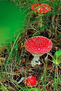 Fairytale toadstool (Amanita muscaria) in autumn in the forest, Saxony, Germany, Europe