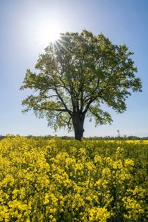 English oak (Quercus robur), solitary standing next to a flowering rape (Brassica napus), backlit