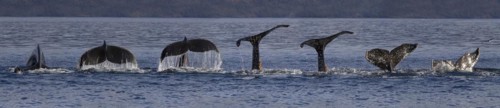 Humpback whale (Megaptera novaeangliae), Strait of Magellan, Patagonia, Chile, South America