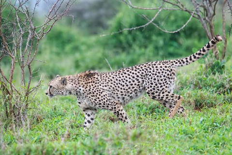 Young Southeast African cheetah (Acinonyx jubatus jubatus) stalking in the savannah, Kwazulu Natal