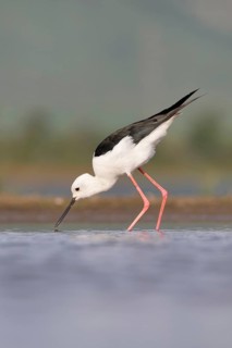 Black-winged stilt (Himantopus himantopus) walking in water, Kwazulu Natal Province, South Africa,