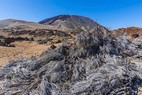 Tenerife National Park, behind it the volcano Pico de Teide, 3718m, World Heritage Site, Tenerife,