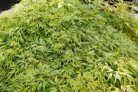 Green slit maple (Acer palmatum 'Dissectum Viridis'), slit fan maple, shrub-like tree with